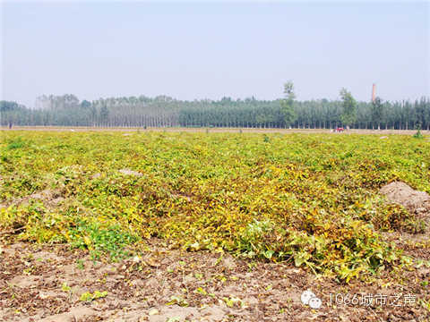 一望无际的山药基地。据说，一季山药后，土地需要五年才能恢复。