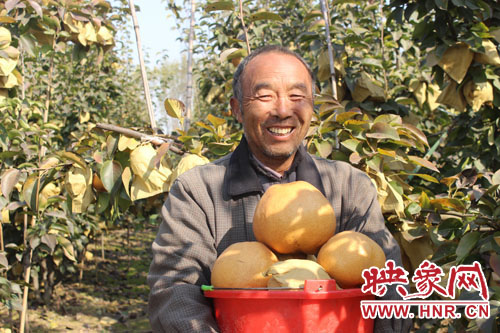 商丘市宁陵县科学种植管理晚秋黄梨喜获丰收