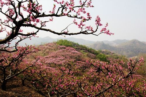 内乡春季重磅推出:游古衙品美食赏桃花