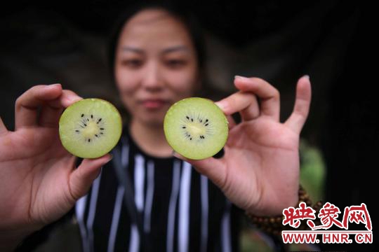 西峡万亩猕猴桃基地丰收在望 俯瞰农田纵横有致