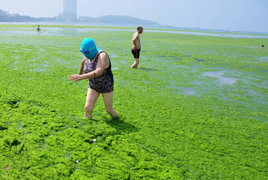 2013年7月3日，山东青岛青岛高温来袭，“青岛大妈”不惧浒苔，戴着“强盗面具”出现在海水浴场消暑降