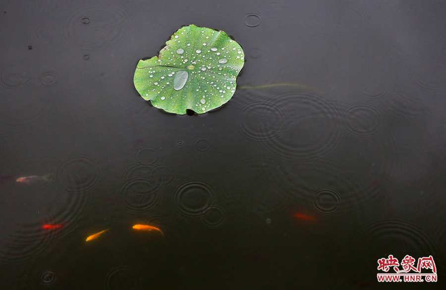 秋雨在水中泛起涟漪