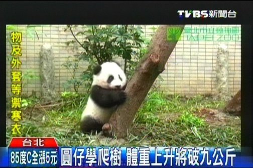 大陆赠台熊猫幼崽将逾9公斤 学爬树场面逗趣
