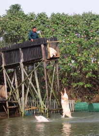 土猪高台跳水健身