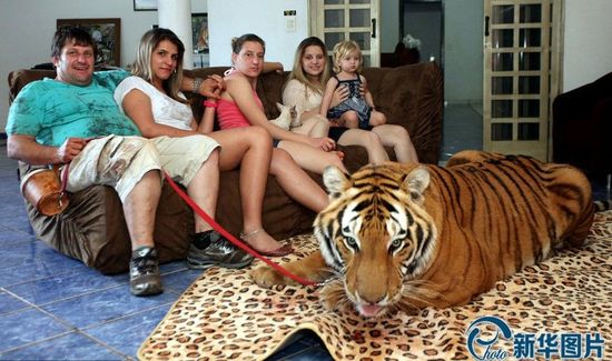 巴西“土豪”家庭养七只老虎