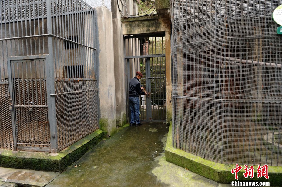 重庆动物园两头狮子“越狱” 已被麻醉移至笼舍