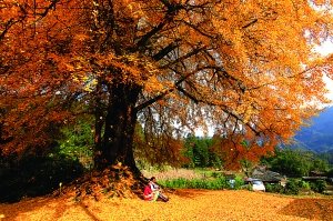 初冬游重庆石柱 90元玩遍四大景区