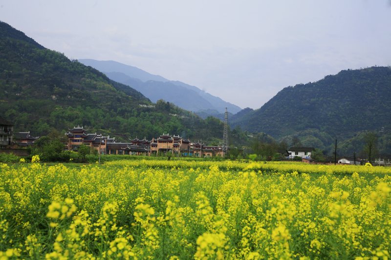 春意融融 峨眉山踏雪寻芳感受春天