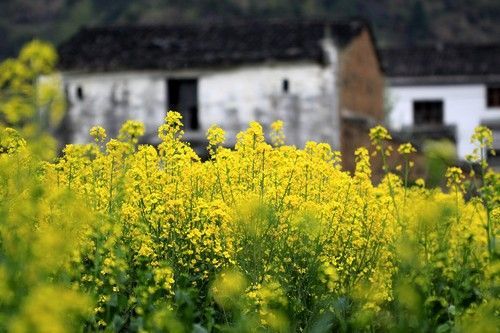 盘点全国13处绝美的油菜花观赏地