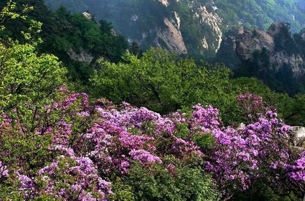 春游中原大地 一边赏花一边吃花