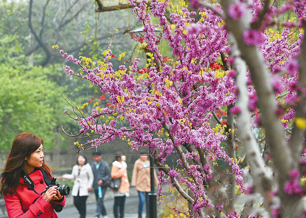 细嗅早春花香 郑州觅春攻略