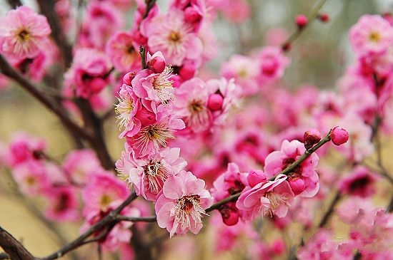 春季踏青赏花绿博园 罕见绿梅惹人爱