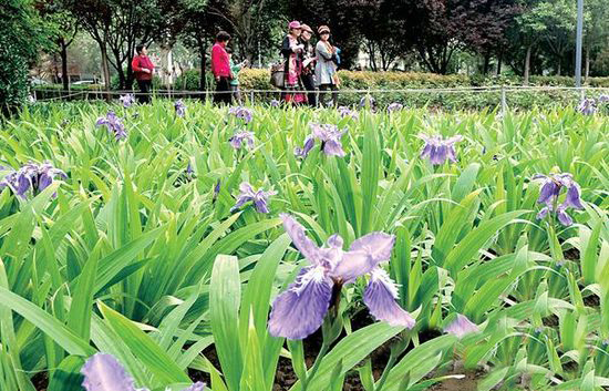 郑州绿城广场鸢尾花开 花展持续到5月10日