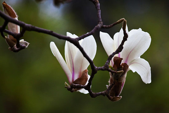 2013年潭柘寺玉兰赏花节