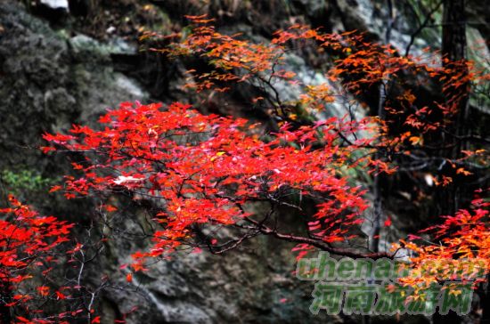 尧山 拜大佛赏红叶泡温泉