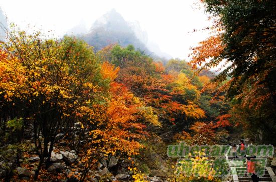 尧山 拜大佛赏红叶泡温泉