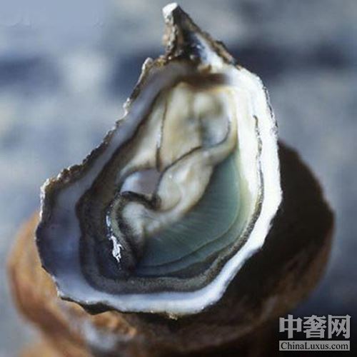 北半球好蚝不止法国 美加鲜味更足