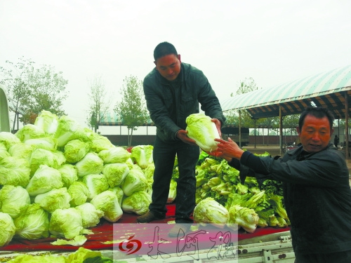 白菜进入大量上市期,但价格却不便宜。