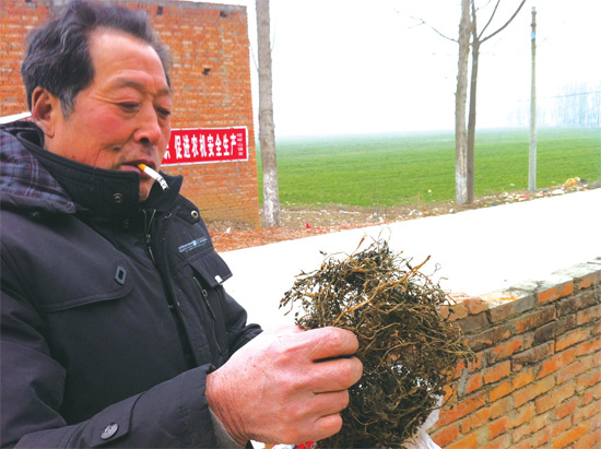 邢瑞亭向记者展示晾晒后的水芹菜，如今这种野菜也成为农民餐桌上的香饽饽