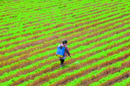 6月28日，内黄县东庄镇马固村农民在花生地里喷施农药。