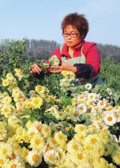 县正是怀菊开放时