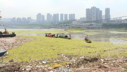 长江重庆段现近万平方米漂浮垃圾带