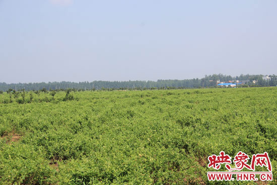 淅川县九重镇唐王桥村金银花种植基地