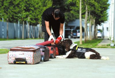 搜油犬正在进行日常训练。