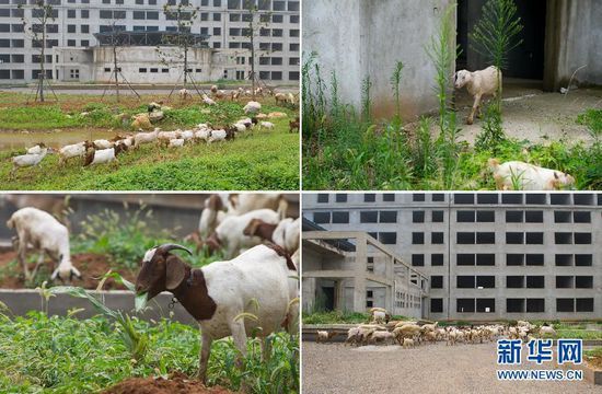 在安徽萧县闲置“政府办公楼”前的杂草丛，当地居民在此放羊。