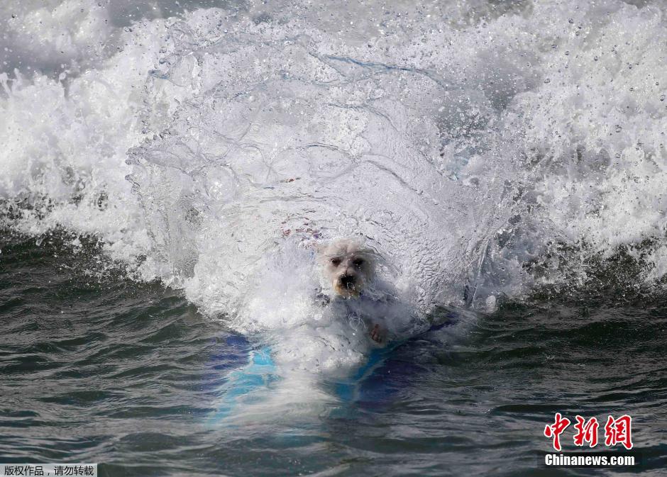 美国狗狗冲浪大赛 汪星人乘风破浪帅气十足