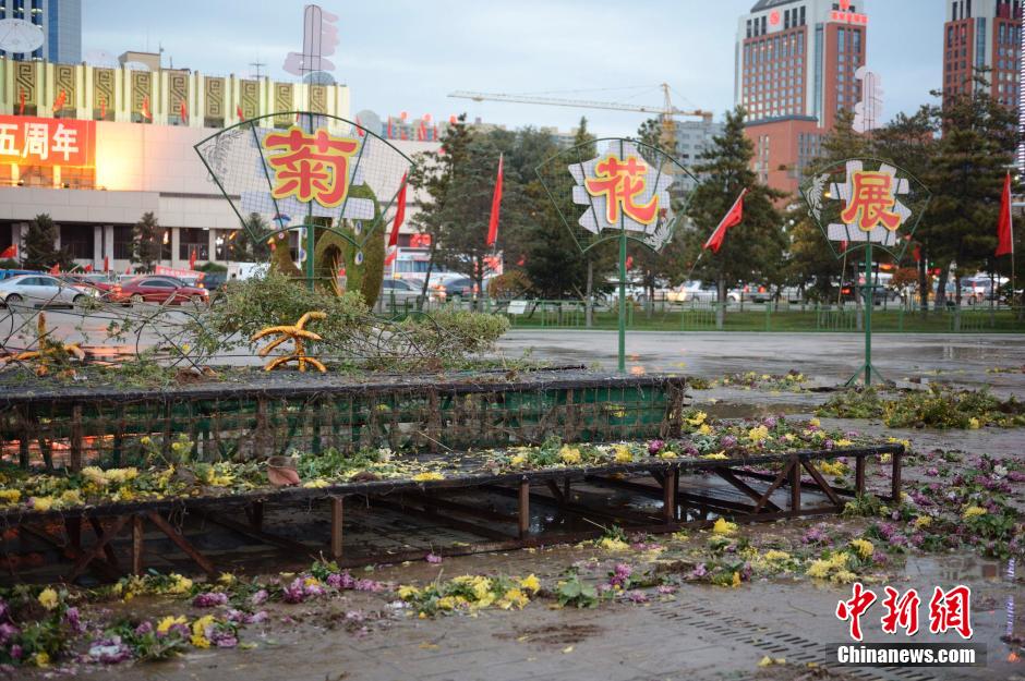 呼和浩特菊花展提前结束 数万盆菊花被搬空