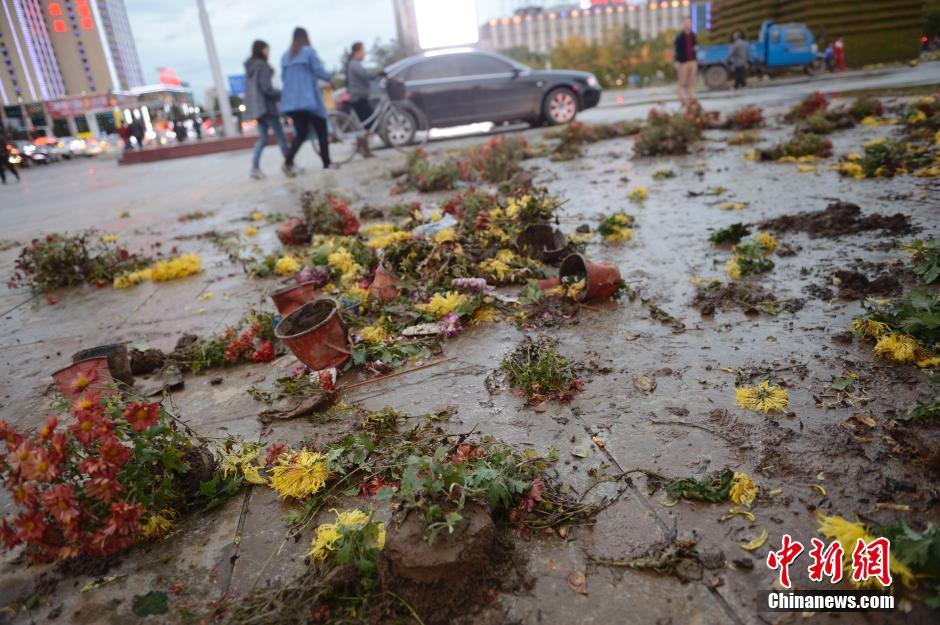 呼和浩特菊花展提前结束 数万盆菊花被搬空