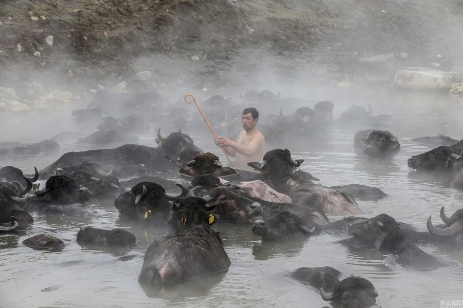 土耳其一温泉受追捧 村民带牛马泡温泉