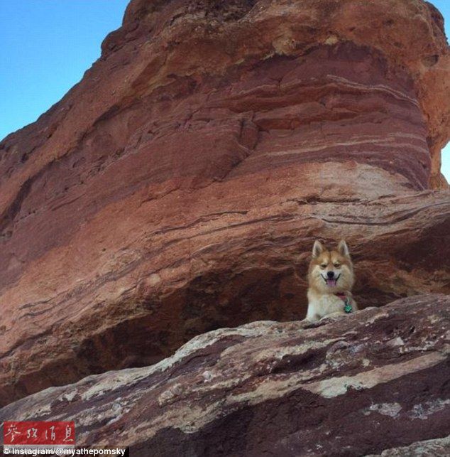 狐狸还是狗？蓝眼睛萌宠走红网络