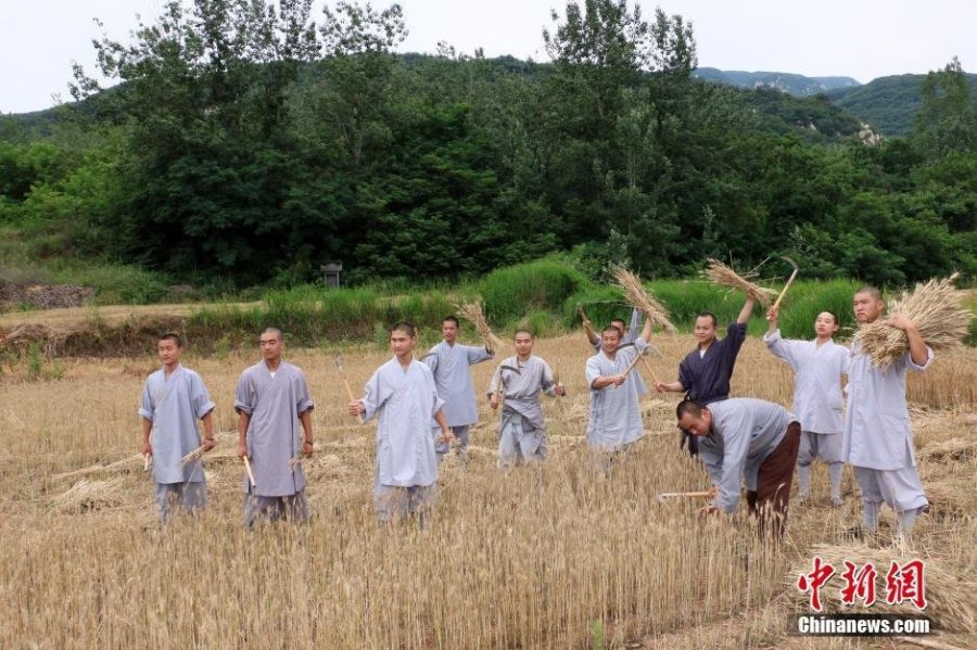 少林寺喜迎丰收季 僧众农场收麦忙