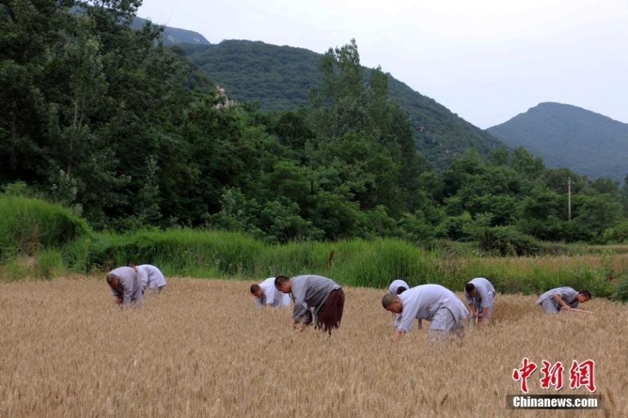 少林寺喜迎丰收季 僧众农场收麦忙