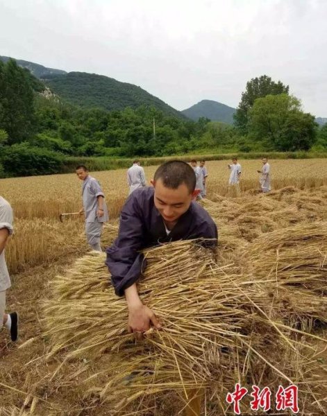 少林寺喜迎丰收季 僧众农场收麦忙