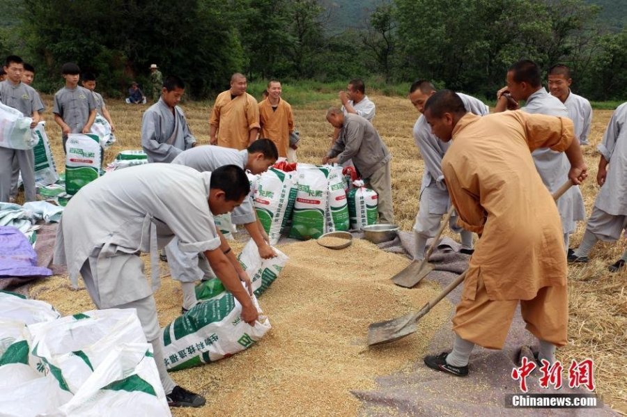 少林寺喜迎丰收季 僧众农场收麦忙