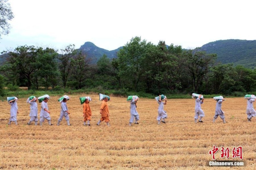 少林寺喜迎丰收季 僧众农场收麦忙