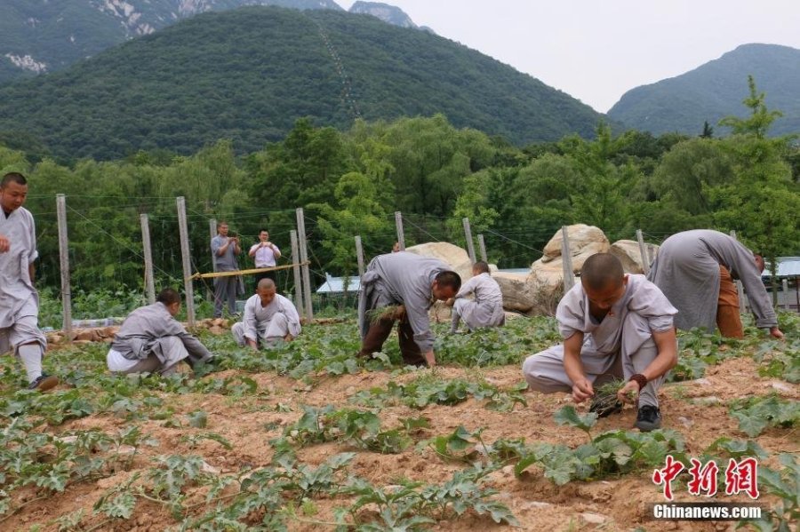 少林寺喜迎丰收季 僧众农场收麦忙