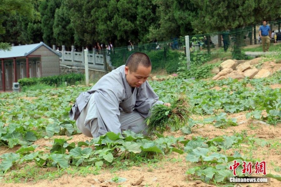 少林寺喜迎丰收季 僧众农场收麦忙