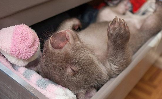 袋熊孤儿自学开抽屉睡午觉 用衣服当枕头