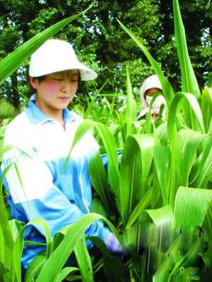 孙女考出好成绩 花甲奶奶奔波筹学费