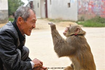 10月13日，新野县鲍湾村耍猴人杨林贵蹲在家门口和自己的猴子玩耍。杨林贵，耍猴近三十年。