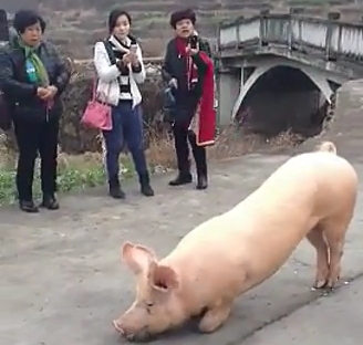 温州一头猪跑到寺院门口跪下