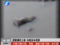 信阳浉河上游 出现多头死猪