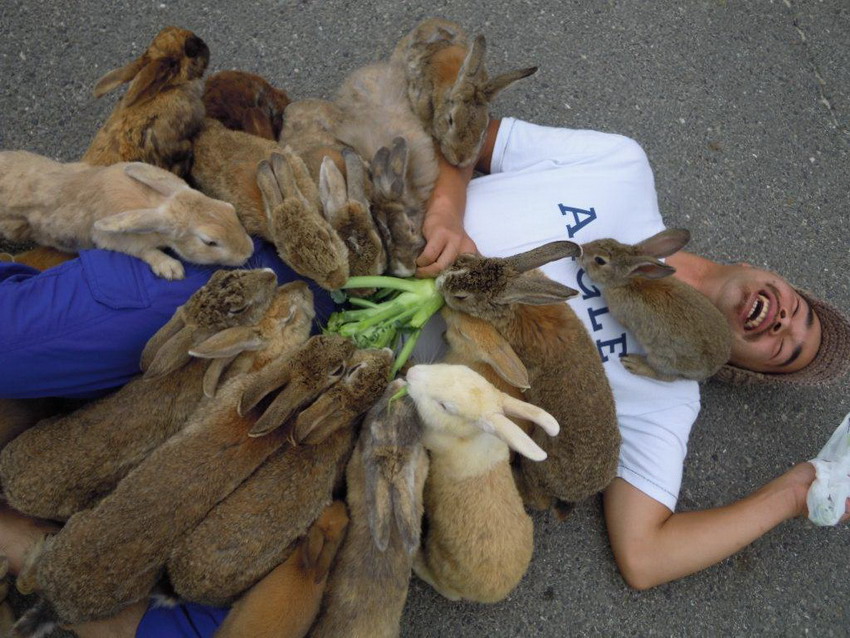 日本毒气岛变兔天堂游客喂食被围攻