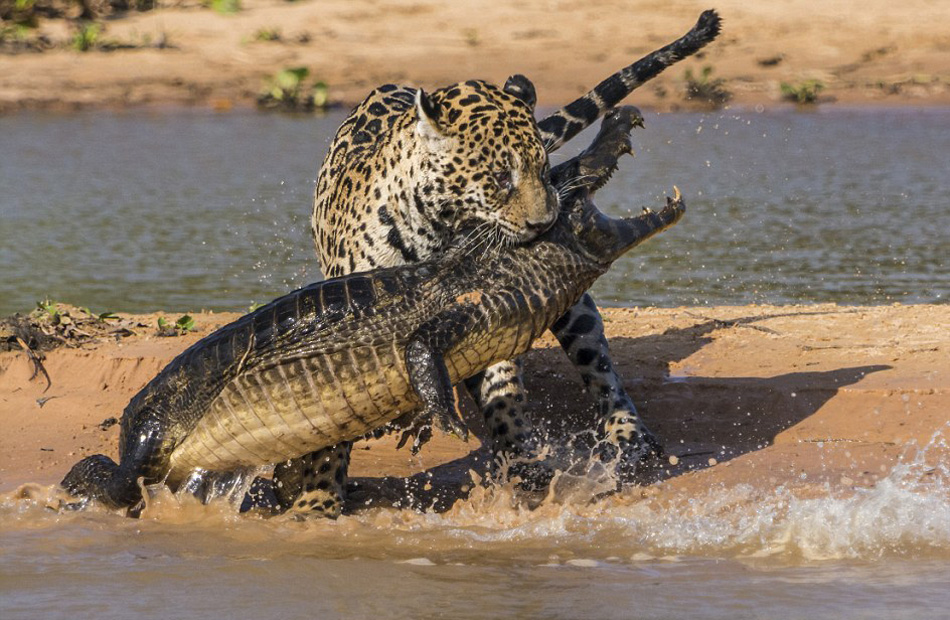 美洲豹捕杀鳄鱼