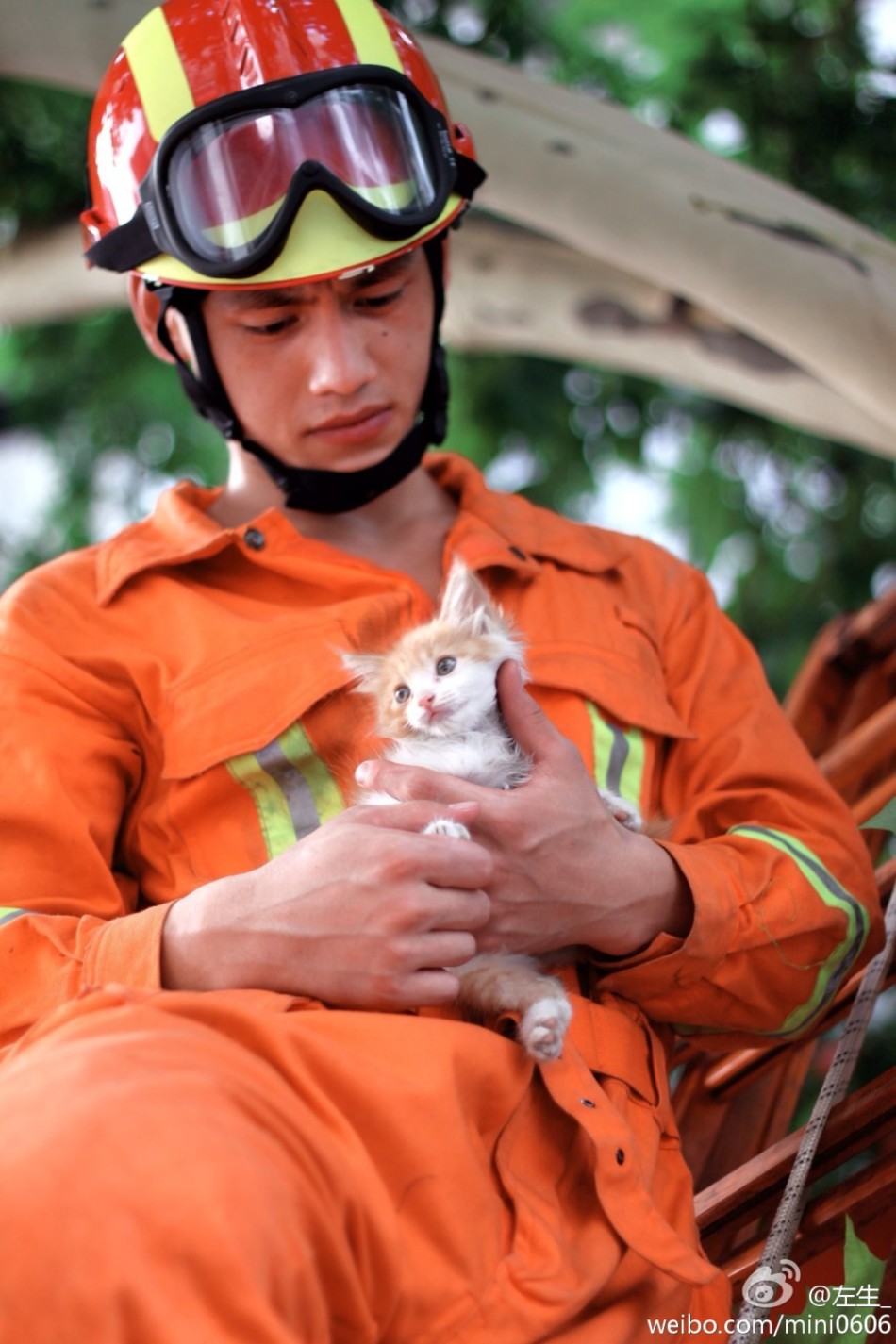 萌猫硬汉组合消防员爬树救猫照暖人心