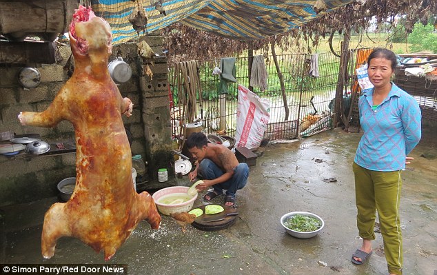 越南猫肉餐厅将猫淹死剥皮切成小块再油炸